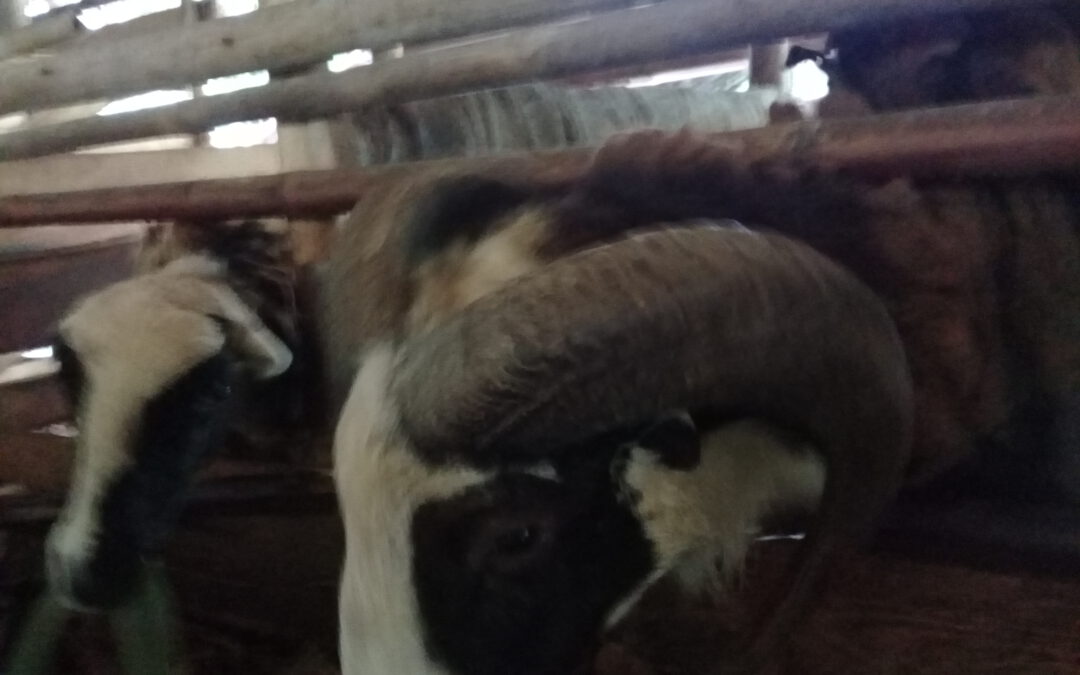 Domba garut Khas kelompok tani cibugis desa Palasrihilir