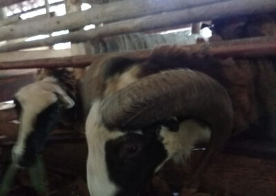 Domba garut Khas kelompok tani cibugis desa Palasrihilir