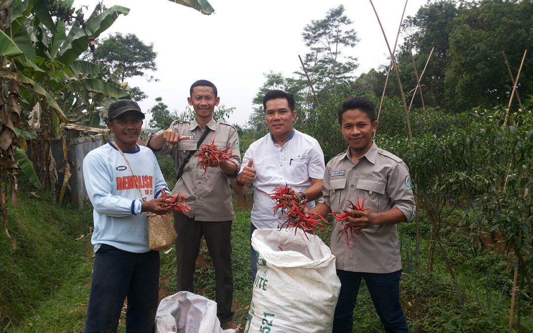 Desa Sukatani : Panen Cabai, Pastikan BUMDesa dapat Mewujudkan Desa yang Mandiri