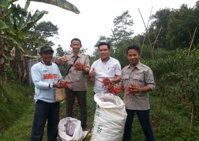 Desa Sukatani : Panen Cabai, Pastikan BUMDesa dapat Mewujudkan Desa yang Mandiri