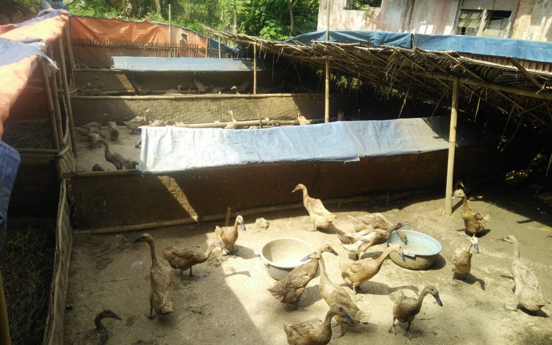 Desa Jayabakti-Kecamatan Cidahu : Kelompok Ternak Bebek Petelur Langkah Awal Menentukan PRUDES Desa Jayabakti.
