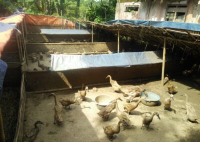 Desa Jayabakti-Kecamatan Cidahu : Kelompok Ternak Bebek Petelur Langkah Awal Menentukan PRUDES Desa Jayabakti.